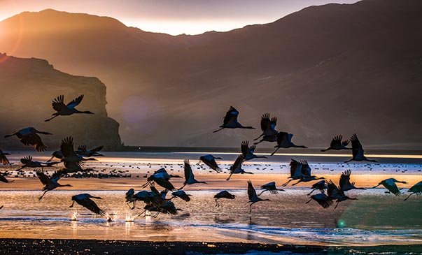 Тогоруу цэнгэлдсэн шаргаал тан