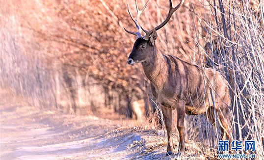 Түвэдийн Шаньнань: Ойжуулсан ойд амьтад нутагшив