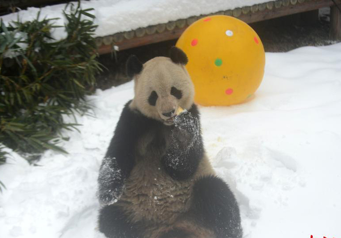 Панда цасанд тоглож байгаа зургууд