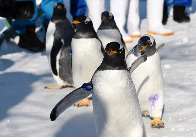 Сэлгүүцэн зугаалж байгаа Харбин хотын оцон шувууд