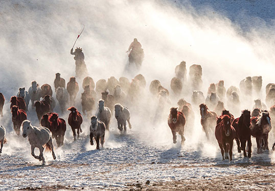 Цаст өндөрлөгт адууд давхилднам