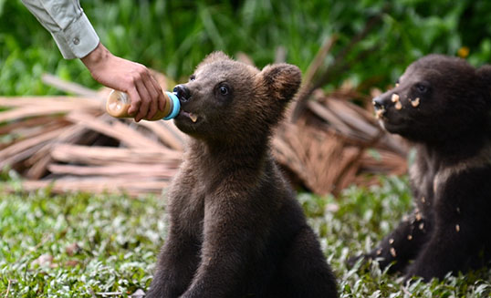 Гуанжөүгийн амьтны хүрээлэн амьтдын саяхан мэндэлсэн үр төлийг нийтэд үзүүлнэ