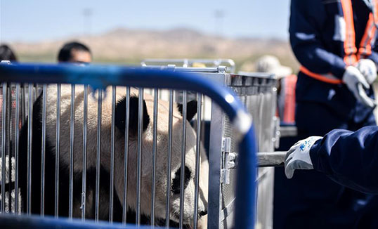 Панда өндөрлөгийн хот Шининд нутагшив