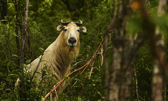 Такин үхрийн тоо толгой 4000-д хүрэв