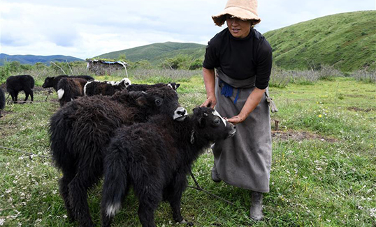 Сычуаний түвд нутгийн сарлагийн аж үйлдвэрлэл малчдын орлогыг нэмэгдүүлж бий