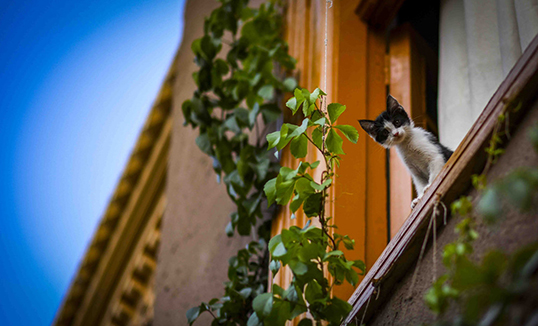 Кашгар эртний хотын жуулчдын улирал эрт ирлээ